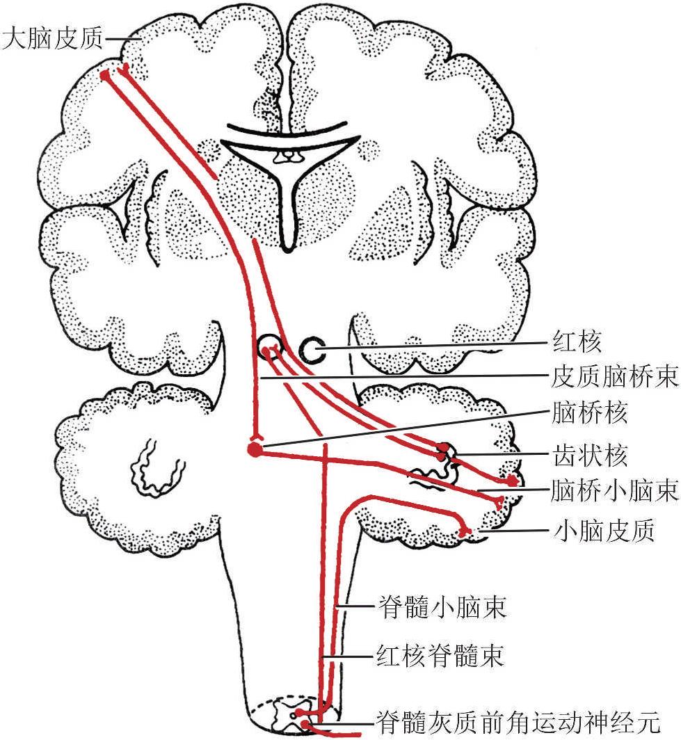 (四)皮质—脑桥—小脑一皮质环路